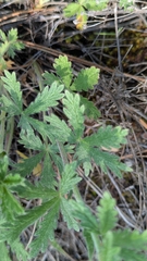 Potentilla inclinata, photograph author not stated, no rights reserved