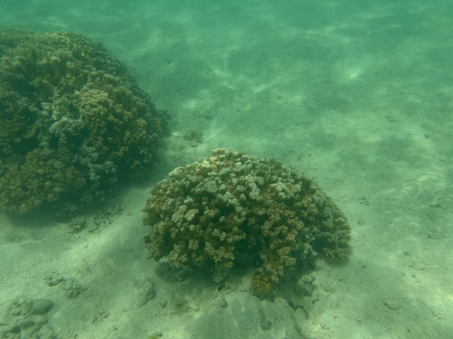 Montipora capitata observed 2026-05-30