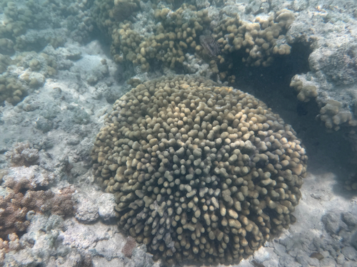 Porites compressa observed 2026-05-30