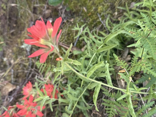 iNaturalist observation photo of Camp Martin paintbrush