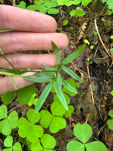 Cardamine nuttallii