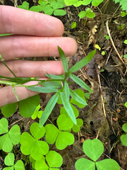 Cardamine nuttallii