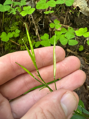 Cardamine nuttallii, photograph (c) Kieran Hanrahan, some rights reserved (CC BY)