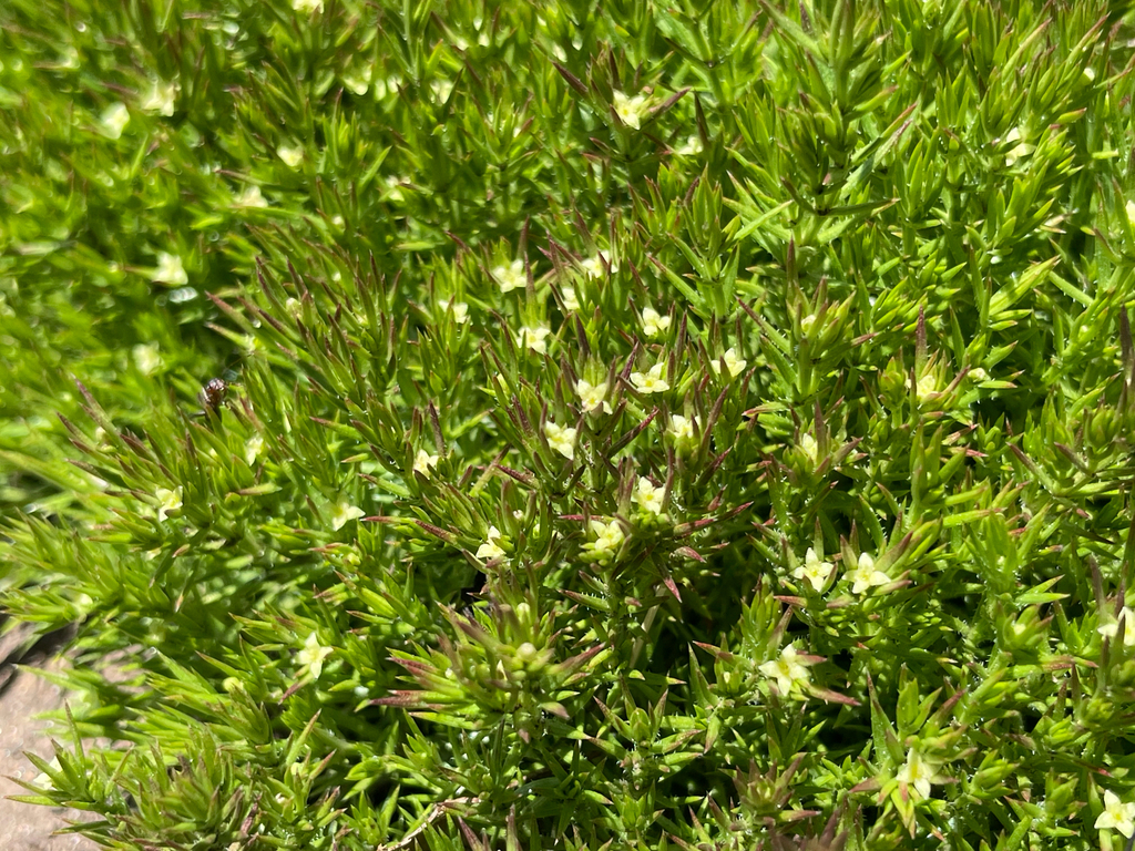 Galium andrewsii; photograph (c) Mark Valen, some rights reserved (CC BY)
