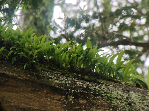 Pinalia japonica
