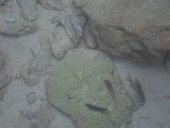 Stegastes leucostictus