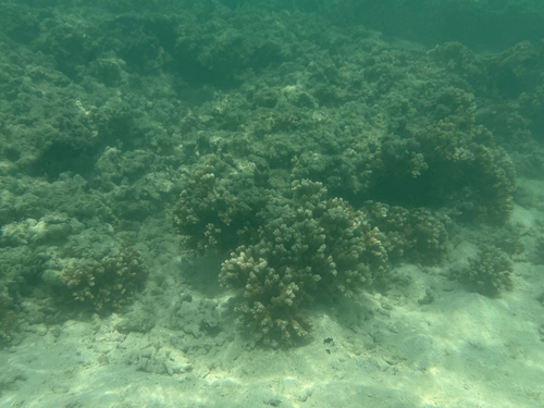 Montipora capitata observed 2026-05-30