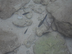 Stegastes leucostictus