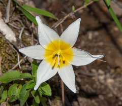 Erythronium helenae