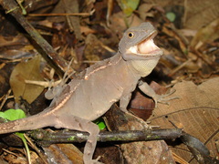 Enyalius iheringii