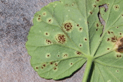 Puccinia pelargonii-zonalis