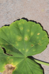 Puccinia pelargonii-zonalis