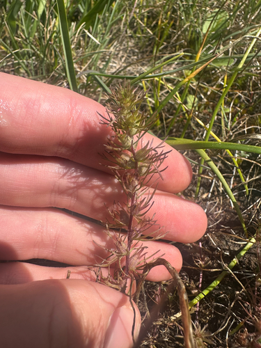 Triphysaria pusilla, photograph 2