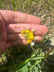 Hosackia pinnata, photograph (c) Kieran Hanrahan, some rights reserved (CC BY)