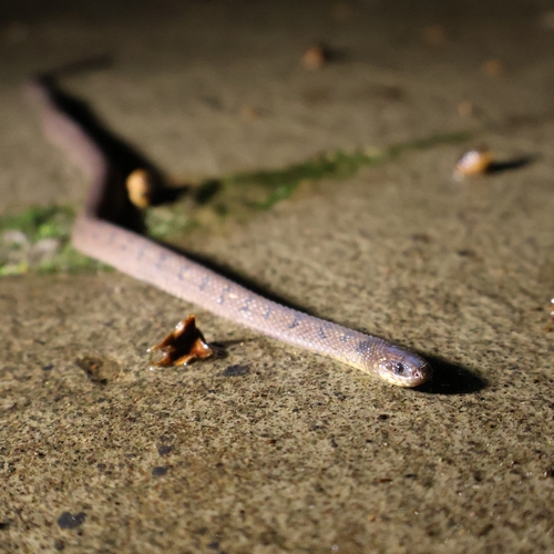 Spotted Coffee Snake