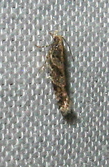 Aristotelia amelanchierella