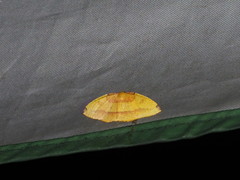 Heterolocha coccinea