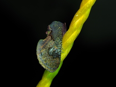 Batracharta divisa