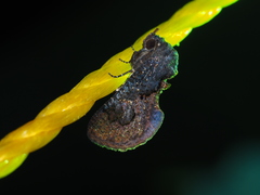 Batracharta divisa