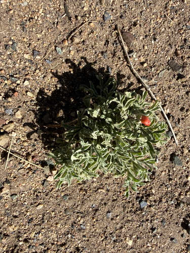 Scarlet Globemallow