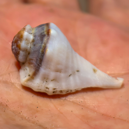 Eupleura muriciformis observed 2026-05-28