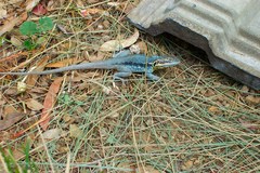 Ctenophorus modestus