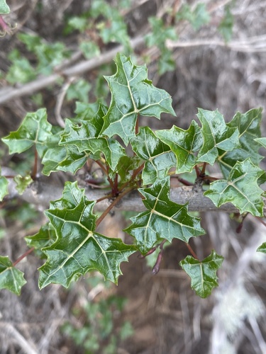 Vasconcellea chilensis, photograph 4