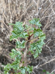 Vasconcellea chilensis, photograph (c) Gabriela Cartes, some rights reserved (CC BY)