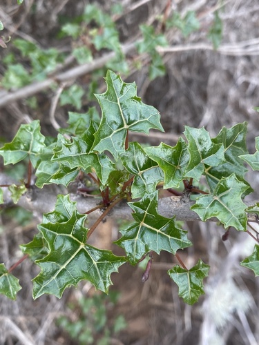 Vasconcellea chilensis, photograph 5