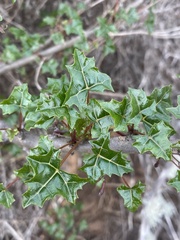 Vasconcellea chilensis, photograph (c) Gabriela Cartes, some rights reserved (CC BY)