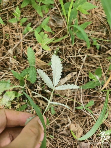 Potentilla discolor, 2026-05-31