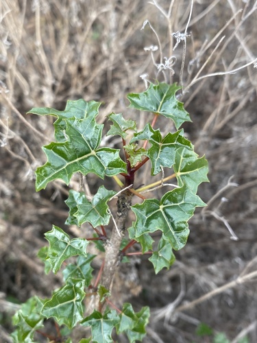 Vasconcellea chilensis, photograph 6