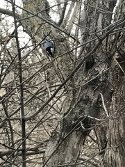 Sitta carolinensis