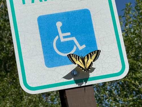 Western Tiger Swallowtail