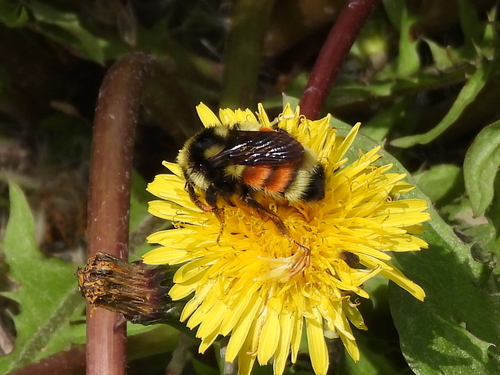 Vancouver Bumble Bee