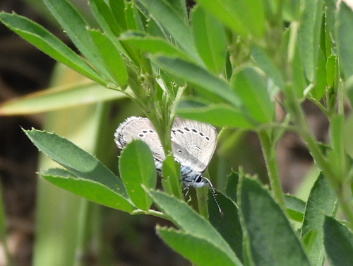 Silvery Blue