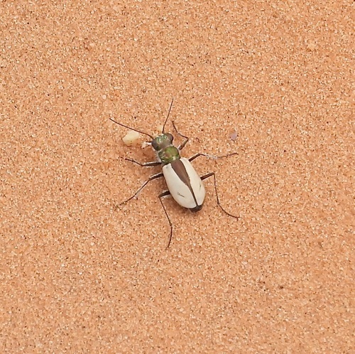 Coral Pink Sand Dunes Tiger Beetle photo 5