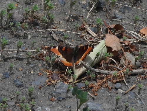 Milbert's Tortoiseshell