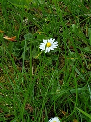 Bellis perennis