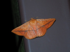 Sonagara strigipennis