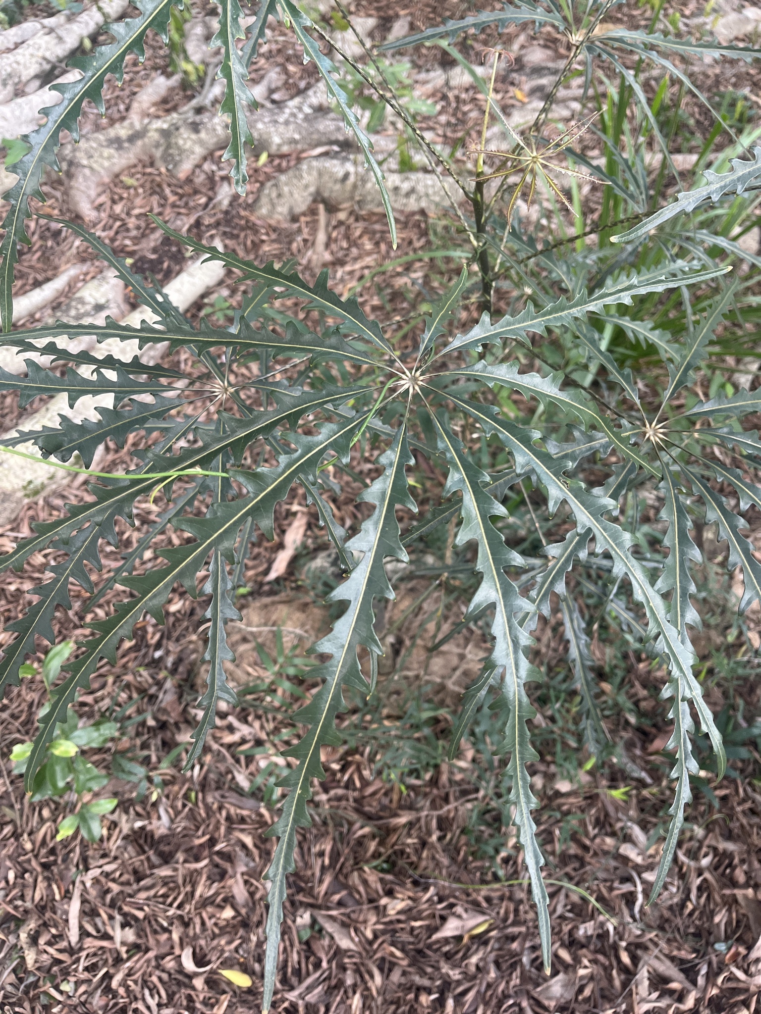 Imagem de Arália elegantíssima