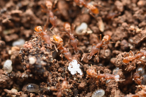 Lewis’ Pygmy Snapping Ant