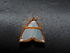 Titulcia confictella