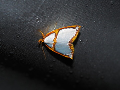 Titulcia confictella