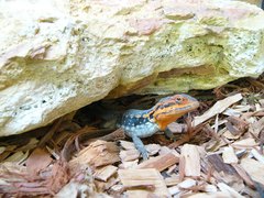 Ctenophorus modestus