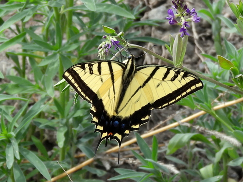 Two-tailed Swallowtail