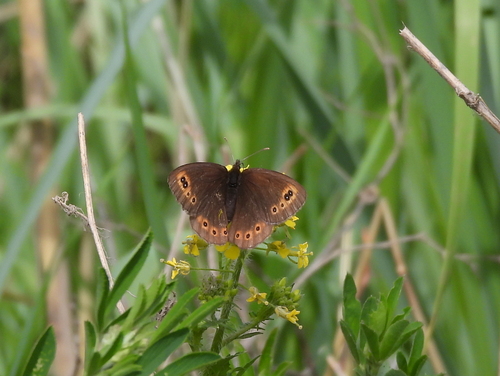 Common Alpine