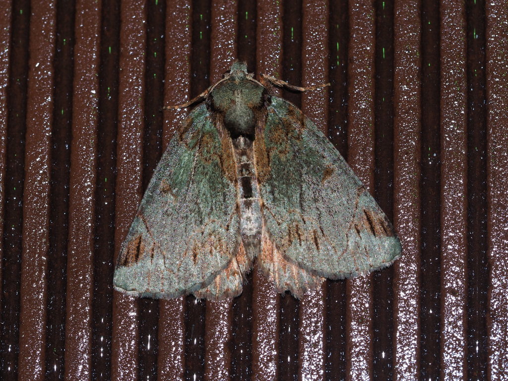 Dindica purpurata