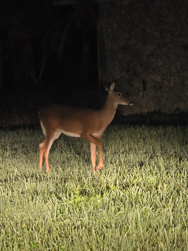 White-tailed Deer