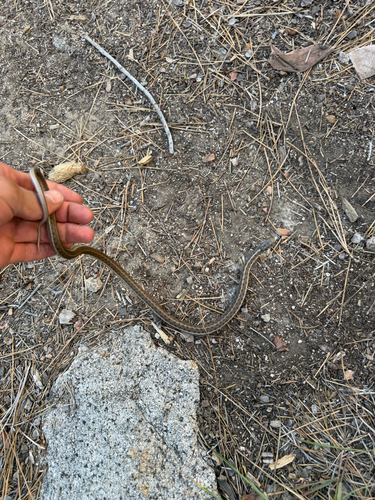 iNaturalist observation photo of Western Terrestrial Garter Snake